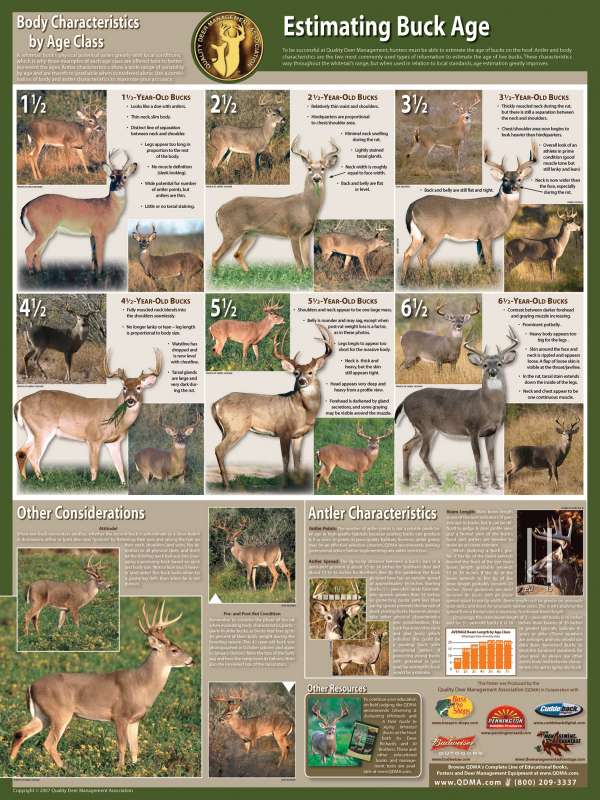 Attached picture Estimating Age of Buck.jpg